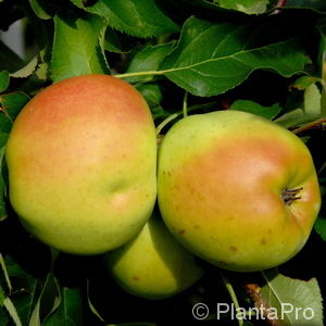 Malus (Apfel)'Resista'