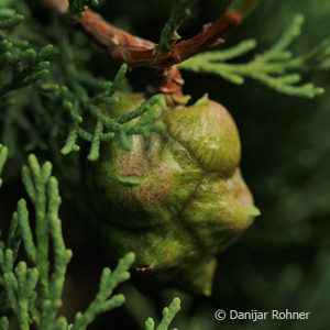 Cupressus sempervirens'Stricta'