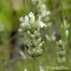 Lavandula angustifolia'Alba'