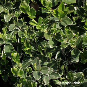 Euonymus fortunei'Emerald Gaiety'