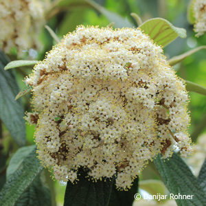 Viburnum rhytidophyllum