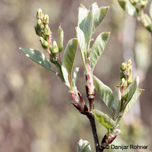 Amelanchier rotundifolia