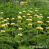 Phlomis russeliana