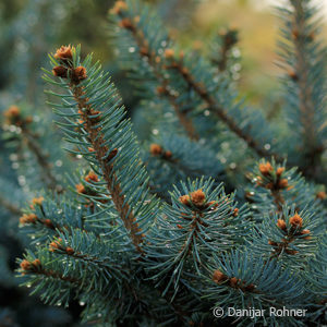 Picea pungens'Glauca Globosa'