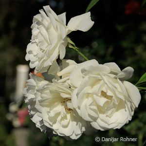 Strauchrose'Schneewittchen'