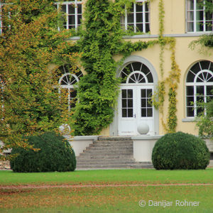 Buxus sempervirens'Kugel'