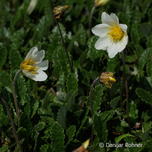 Dryas suendermannii (x)