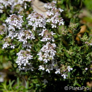 Thymus vulgaris