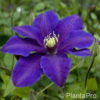 Clematis'Richard Pennel'