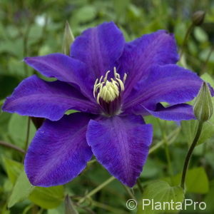 Clematis'Richard Pennel'