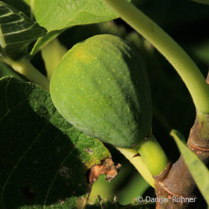 Ficus carica