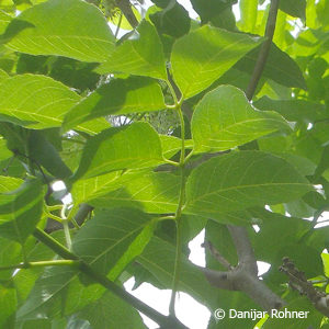 Fraxinus ornus