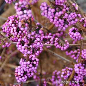 Callicarpa bodinieri'Profusion'