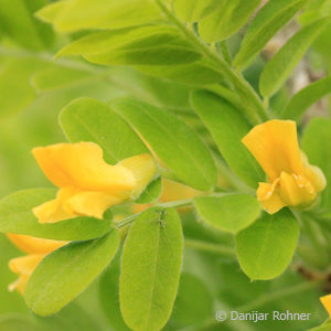 Caragana arborescens