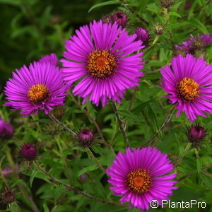 Aster novae-angliaerot