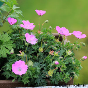 Geranium sanguineum'Max Frei'