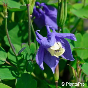 Aquilegia flabellata'Ministar'