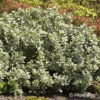 Salix lanata