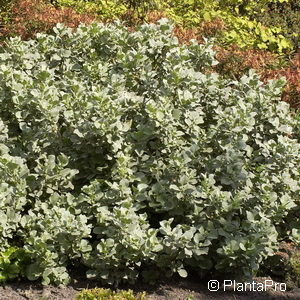 Salix lanata