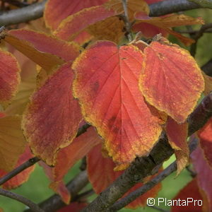 Hamamelis intermedia (x)'Jelena'