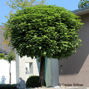 Catalpa bignonioides'Nana'