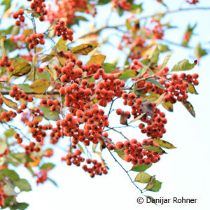 Crataegus lavalleei (x)