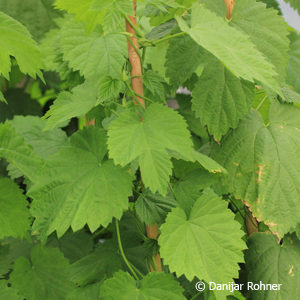 Humulus lupulus