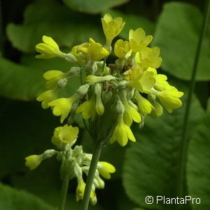 Primula florindae