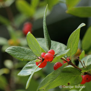 Lonicera tatarica'Arnold Red'