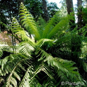 Polystichum setiferum