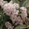 Skimmia japonica