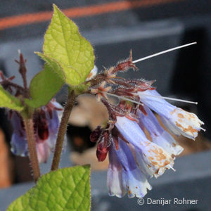 Symphytum grandiflorum