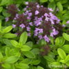 Thymus citriodorus (x)'Golden Dwarf'