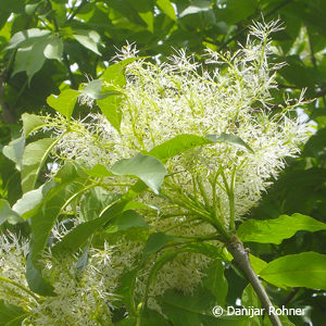 Fraxinus ornus