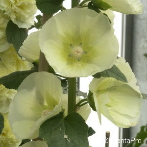 Alcea rosea'Pleniflora' gelb