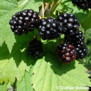 Rubus (Brombeere)'Loch Ness' ('Nessy')