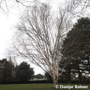 Betula utilis'Doorenbos'