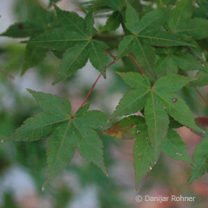 Acer palmatum