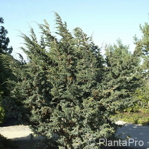 Juniperus squamata'Meyeri'