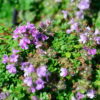 Thymus praecox'Minor'