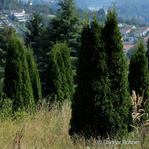 Thuja occidentalis'Smaragd'