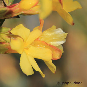 Jasminum nudiflorum