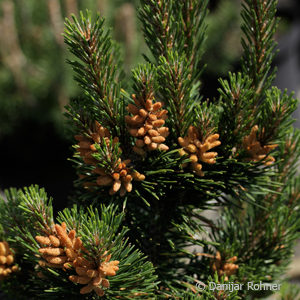 Pinus mugo'Gnom'