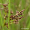 Juncus inflexus