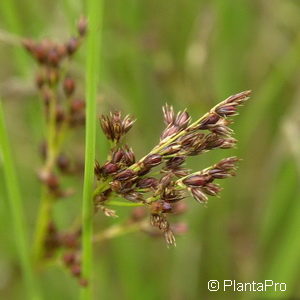 Juncus inflexus