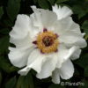 Paeonia suffruticosaweiss