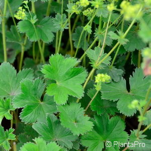 Alchemilla erythropoda