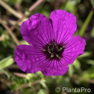 Geranium cinereum'Giuseppii'