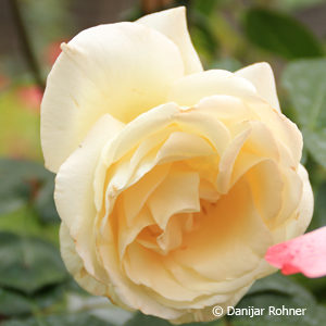 Kletterrose'Schneewalzer'