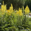 Verbascum nigrum